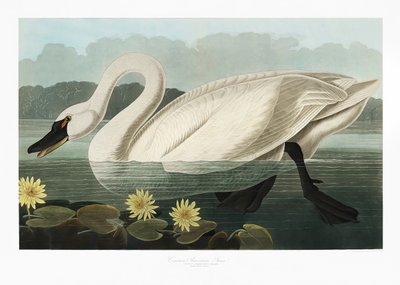 Common American Swan from Birds of America (1827) by John James Audubon