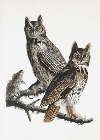 Great Horned Owl from Birds of America (1827) by John James Audubon