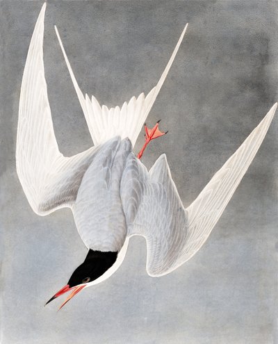 Great Tern, Sterna Hirundo, from The Birds of America by John James Audubon
