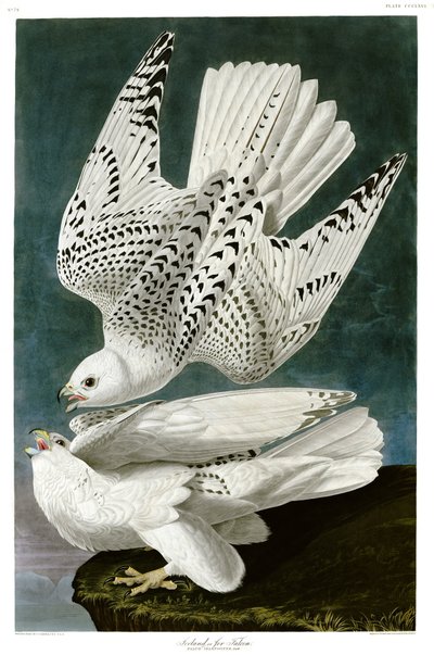 Gyrfalcon, Falco rusticolus by John James Audubon