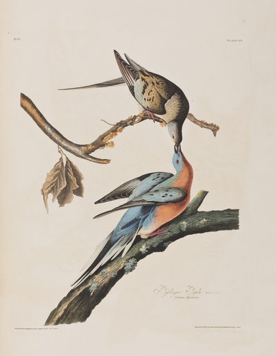 Illustration from 