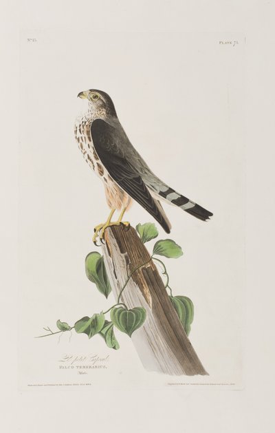 Illustration from 