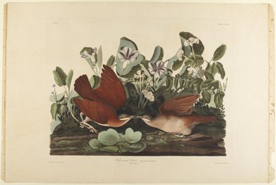 Key-west Dove by John James Audubon