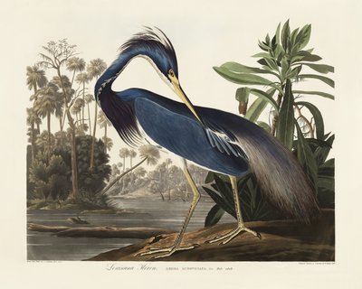 Louisiana Heron from Birds of America (1827) by John James Audubon