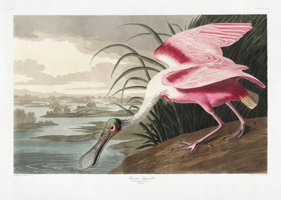 Roseate Spoonbill from Birds of America (1827) by John James Audubon