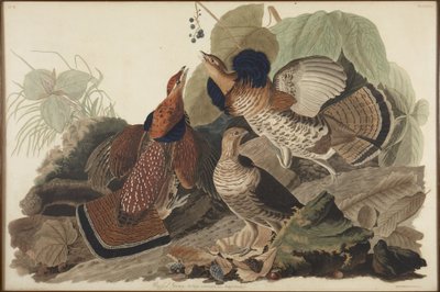 Ruffled Grouse by John James Audubon