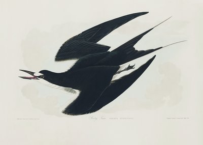 Sooty Tern from Birds of America (1827) by John James Audubon