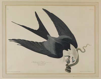 Swallow-tailed Hawk by John James Audubon