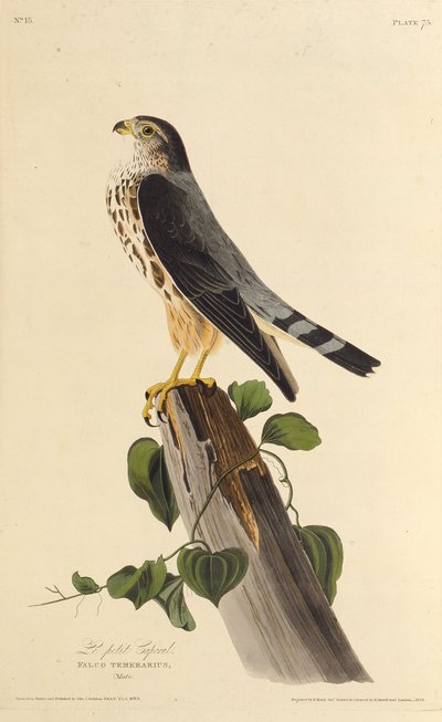 The merlin. From The Birds of America by John James Audubon