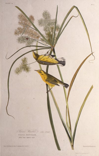 The Prairie Warbler. From The Birds of America by John James Audubon