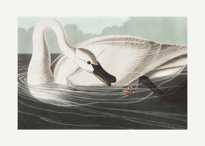 Trumpeter Swan from Birds of America (1827) by John James Audubon