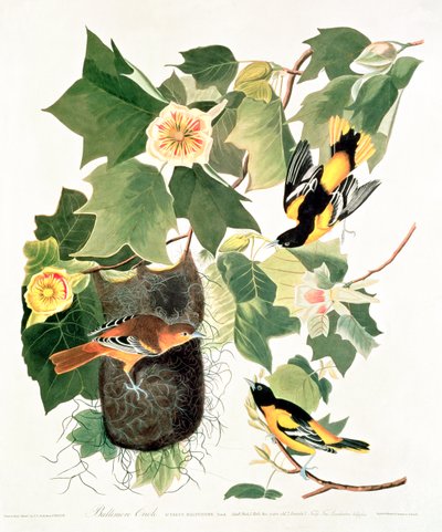 Tulip-Tree: Liriodendron tulipifera, from 