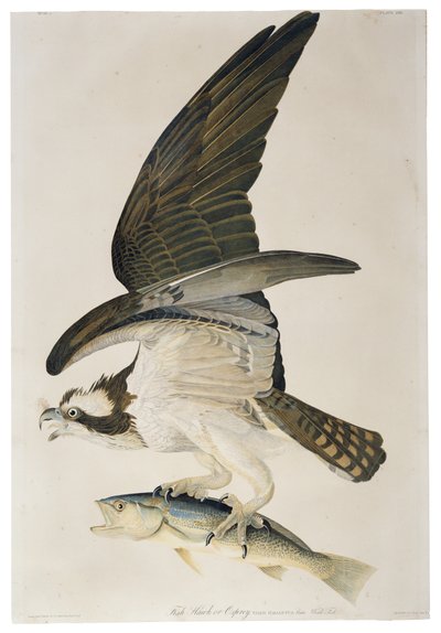 Fish Hawk or Osprey, lithograph by Julius Bien, 1860 by John James after Audubon