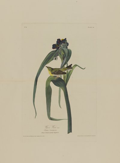 Vigers Vireo, from Birds of America, engraved by Robert Havell by John James after Audubon