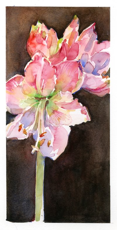 Amaryllis with brown background, 2015 by John Keeling
