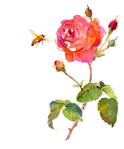 Rose with bee, 2014 by John Keeling