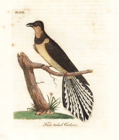 Fan-tailed cuckoo, Cacomantis flabelliformis (Fan-tailed cuckow, Cuculus flabelliformis) by John Latham