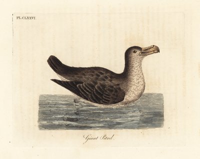 Giant Petrel, Macronectes giganteus (as Precellaria gigantea, error for Procellaria gigantea). Handcoloured copperplate drawn and engraved by John Latham from his own A General History of Birds, Winchester by John Latham