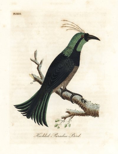 Hackled Paradise Bird. Handcoloured Copperplate by John Latham from A General History of Birds, Winchester by John Latham