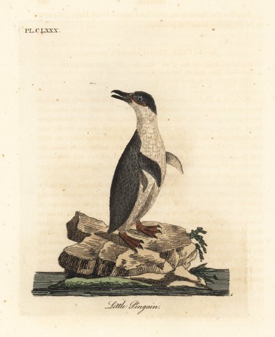Little Penguin, Eudyptula minor. Handcoloured Copperplate Drawn and Engraved by John Latham from His Own A General History of Birds, Winchester by John Latham