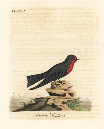 Pacific swallow, Hirundo tahitica (Otaheite swallow, Hirundo tahitiae). Handcoloured copperplate drawn and engraved by John Latham from his own A General History of Birds, Winchester by John Latham