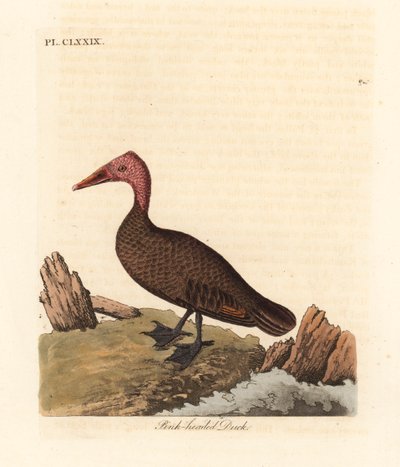 Pink-headed Duck. Handcoloured Copperplate by John Latham from A General History of Birds, Winchester by John Latham