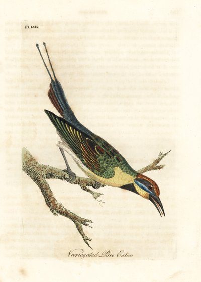 Rainbow Bee-eater, Merops ornatus (Variegated Bee-eater). Australia. Handcoloured Copperplate Drawn and Engraved by John Latham from His Own A General History of Birds, Winchester by John Latham