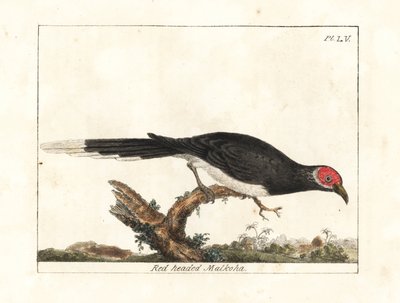 Red-faced Malkoha. Handcoloured Copperplate by John Latham from A General History of Birds, Winchester by John Latham