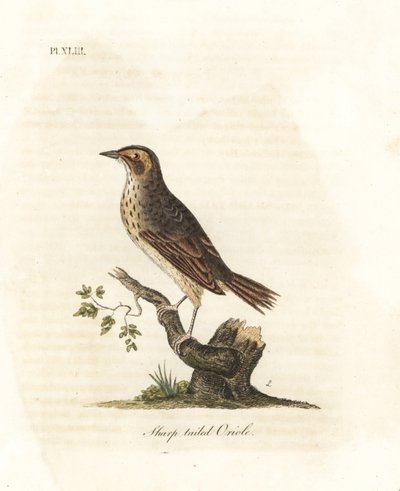 Saltmarsh Sparrow. Handcoloured Copperplate by John Latham from A General History of Birds, Winchester by John Latham