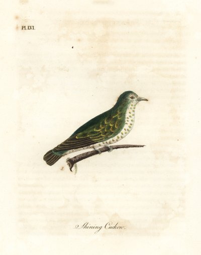 Shining Bronze Cuckoo, Chrysococcyx lucidus (Shining Cuckoo, Cuculus lucidus). Handcoloured Copperplate Drawn and Engraved by John Latham from His Own A General History of Birds, Winchester by John Latham