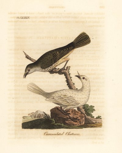 White bellbird, Procnias albus, male and female (Carunculated chatterer, Ampelis carunculata). Handcoloured copperplate drawn and engraved by John Latham from his own A General History of Birds, Winchester by John Latham