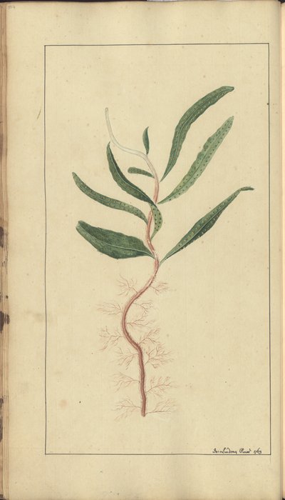 A Page from the 