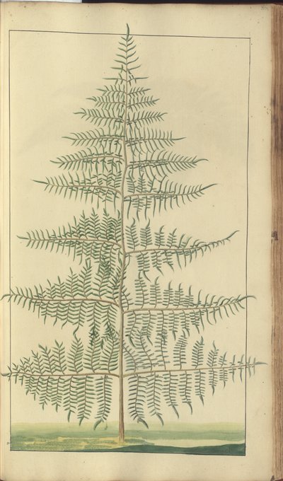 A page from the 