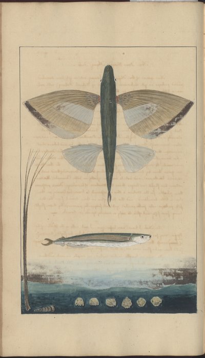 Lindsay Drawings Vol. VII by John Lindsay