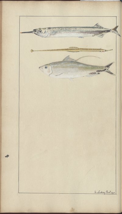 Lindsay Drawings Vol. VII by John Lindsay