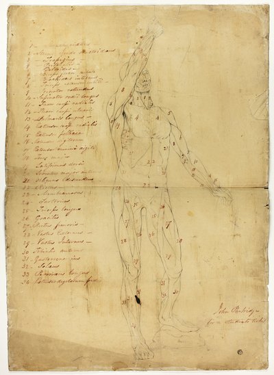 Male Ecorché by John Partridge