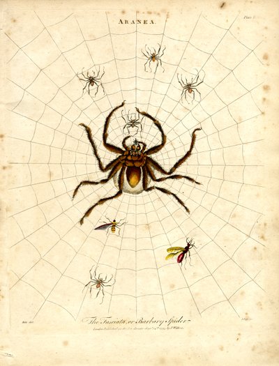 ARANEA: The Fasciata or Barbary Spider by John Pass