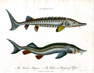 Accipenser: Sturgeon Species by John Pass