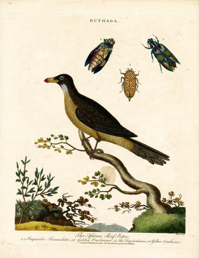 African Oxpecker and Jewel Beetles (Buphaga) by John Pass