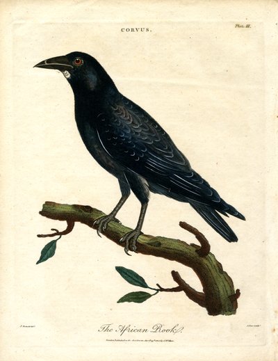 African Rook by John Pass