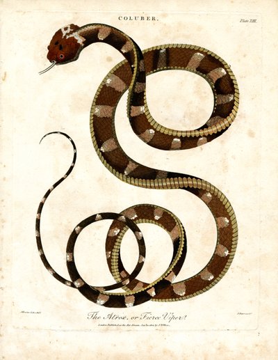 African Viper (Coluber) by John Pass