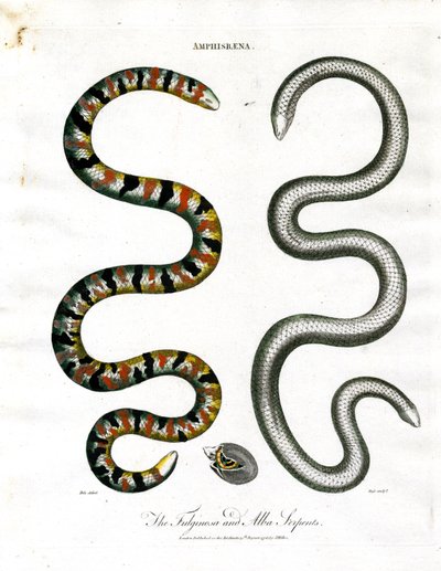Amphisbaena: The Fuliginosa and Alba Serpents by John Pass