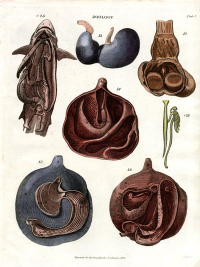Anatomical Illustrations of Internal Organs (Plate 7) by John Pass