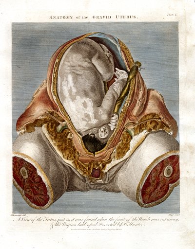Anatomy of the Gravid Uterus by John Pass