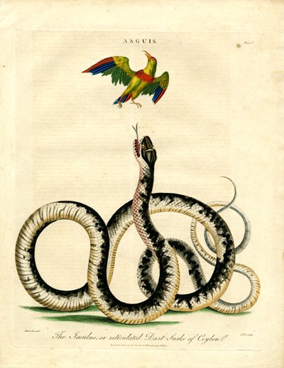 Jaculus Snake and Colorful Bird by John Pass