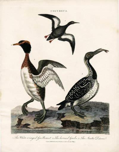 Arctic Seabirds of the Colymbus Genus by John Pass