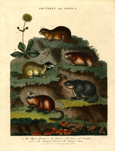 Marmots and Arnica by John Pass