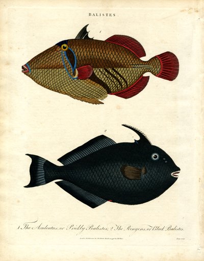 Balistes: Triggerfish by John Pass