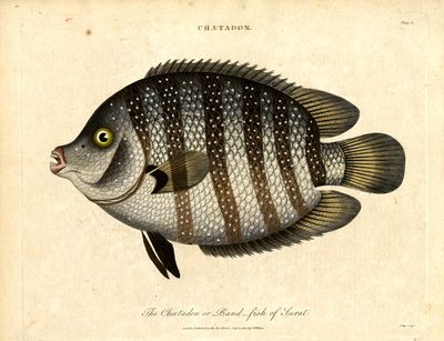 Band-fish of Surat by John Pass