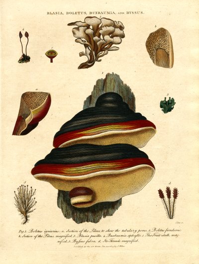 Blasia; Boletus; Buxbaumia; and Byssus by John Pass